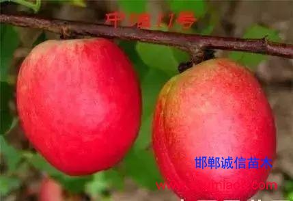 什么樣的桃苗是優質桃苗？桃子種類日漸多樣化，咱們種哪個？