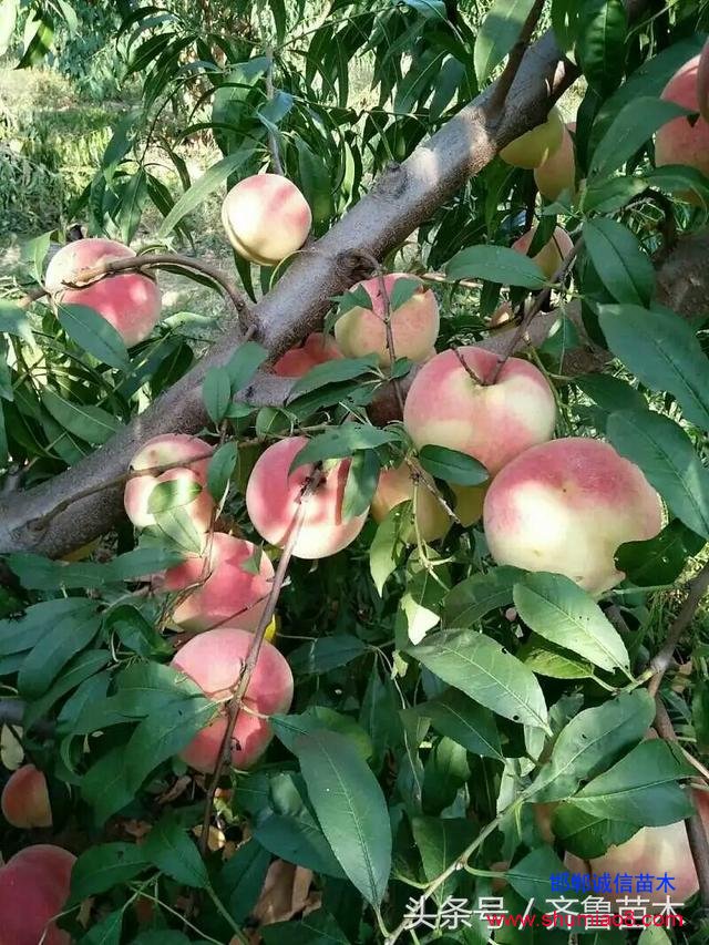 桃樹根接—桃樹接苗快速直接定植技術(shù)，果農(nóng)朋友你不想試一下嗎？