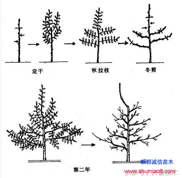 桃樹根接—桃樹接苗快速直接定植技術(shù)，果農(nóng)朋友你不想試一下嗎？