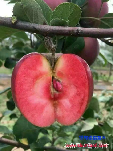 怎么區(qū)分紅肉蘋果苗真?zhèn)?？小編教你絕技！