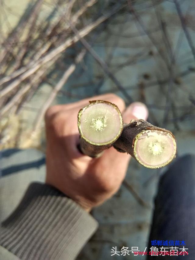 怎么區(qū)分紅肉蘋果苗真?zhèn)?？小編教你絕技！