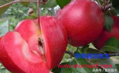 怎么區(qū)分紅肉蘋果苗真?zhèn)?？小編教你絕技！