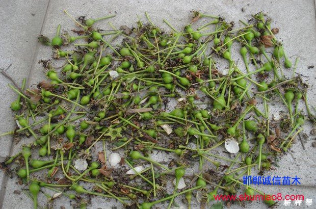 梨樹(shù)如何進(jìn)行疏花疏果？