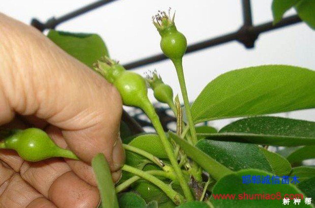 梨樹(shù)如何進(jìn)行疏花疏果？