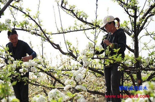 梨樹(shù)如何進(jìn)行疏花疏果？