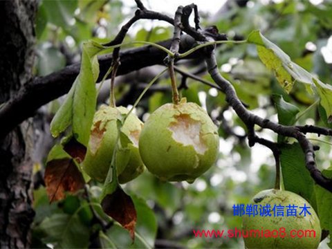受冰雹災(zāi)害的梨樹果實(shí)