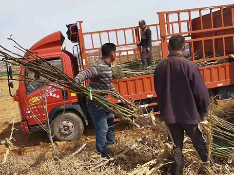 3公分核桃苗裝車(chē)中